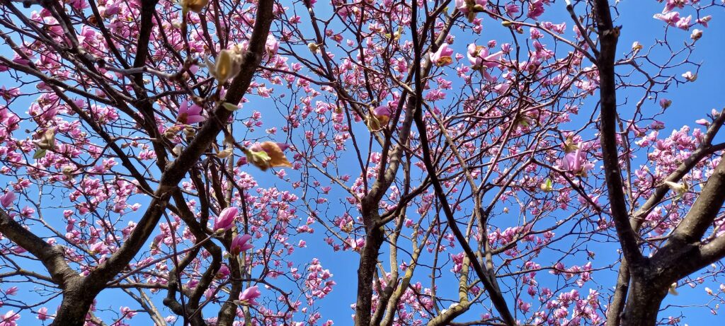 Magnolienblüte - 20.03.2022
