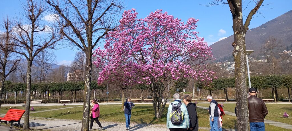 blühender Magnolienbaum im Parco della Pace - 20.03.2022