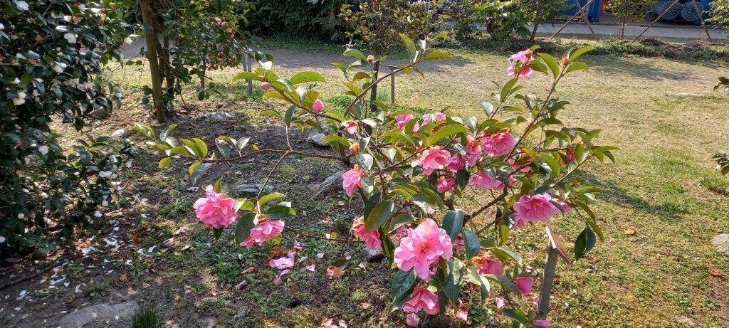 Kamelienblüten in der Morgenfrische - 20.03.2022