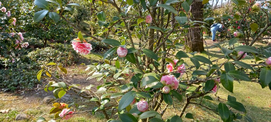 zartrosa Kamelienblüten - 20.03.2022