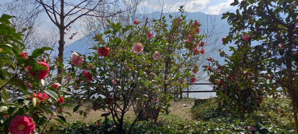 Blick zum Lago Maggiore mit Bergpanorama - 20.03.2022
