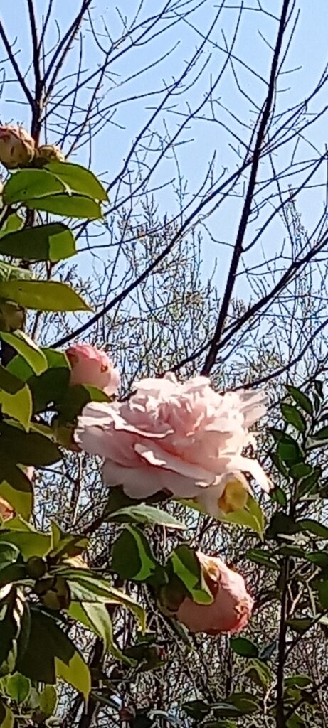 Kamelienblüte im Sonnenlicht - 20.03.2022