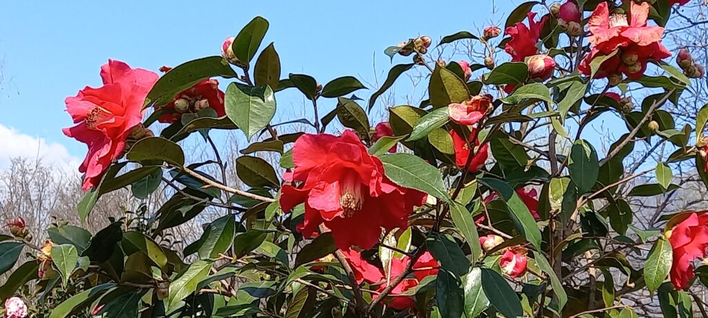 Blüten weit geöffnet und Knospen noch ganz verschlossen - 20.03.2022
