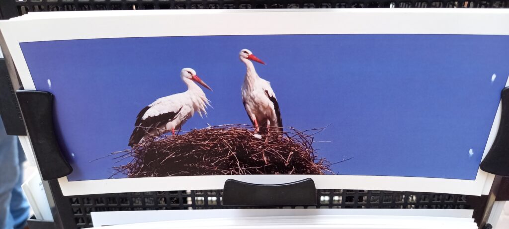 Zum Glück gibt es Störche auch auf Postkarten - 21.05.2022