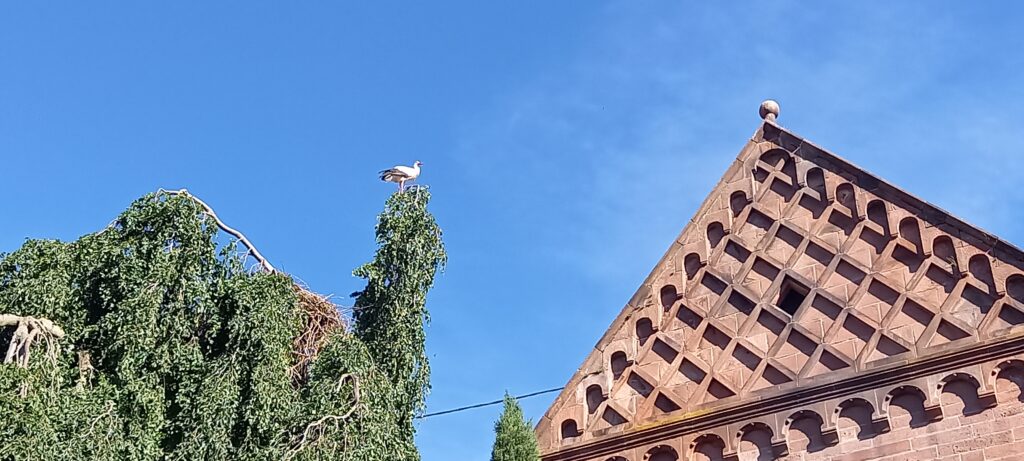 Storch hoch oben auf dem Baumwipfel - 21.05.2022
