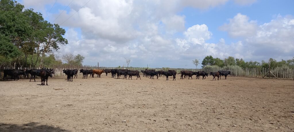 Hier werden Camargue-Stiere gezüchtet - 23.06.2022