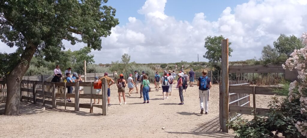 Besuch auf der Stieren-Range - 23.06.2022