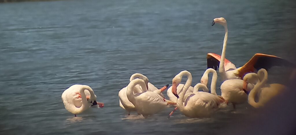 Aha, Flamingos bei der Morgentoilette - 23.06.2022