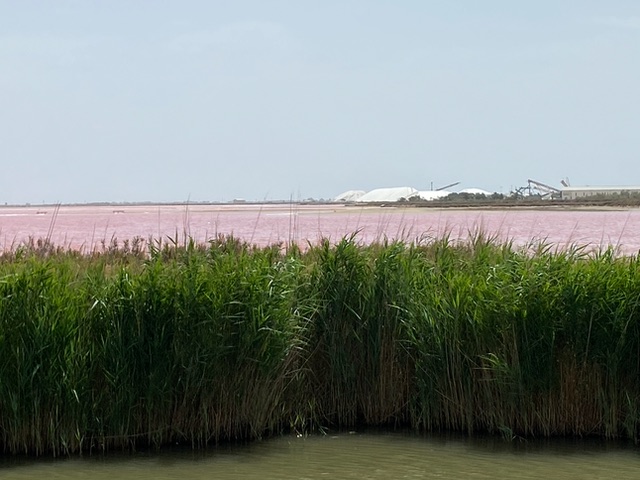 durch Algen rosarot gefärbtes Wasser - 23.06.2022