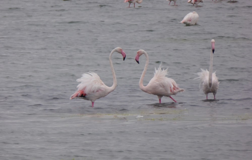 Flamingos bereit für den Paartanz - 23.06.2022