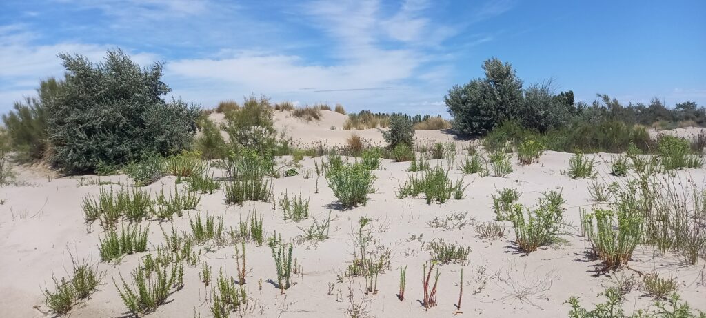 karge Sandvegetation - 25.06.2022