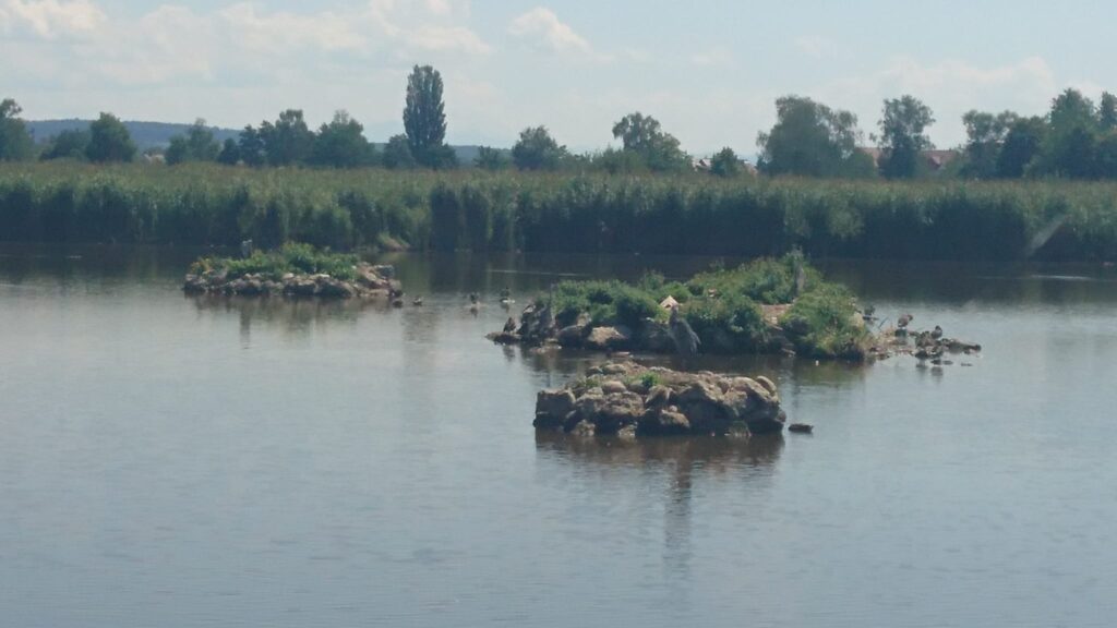 Inselbewohner im BirdLife-Naturzentrum im Neeracherried - 01.08.2022 