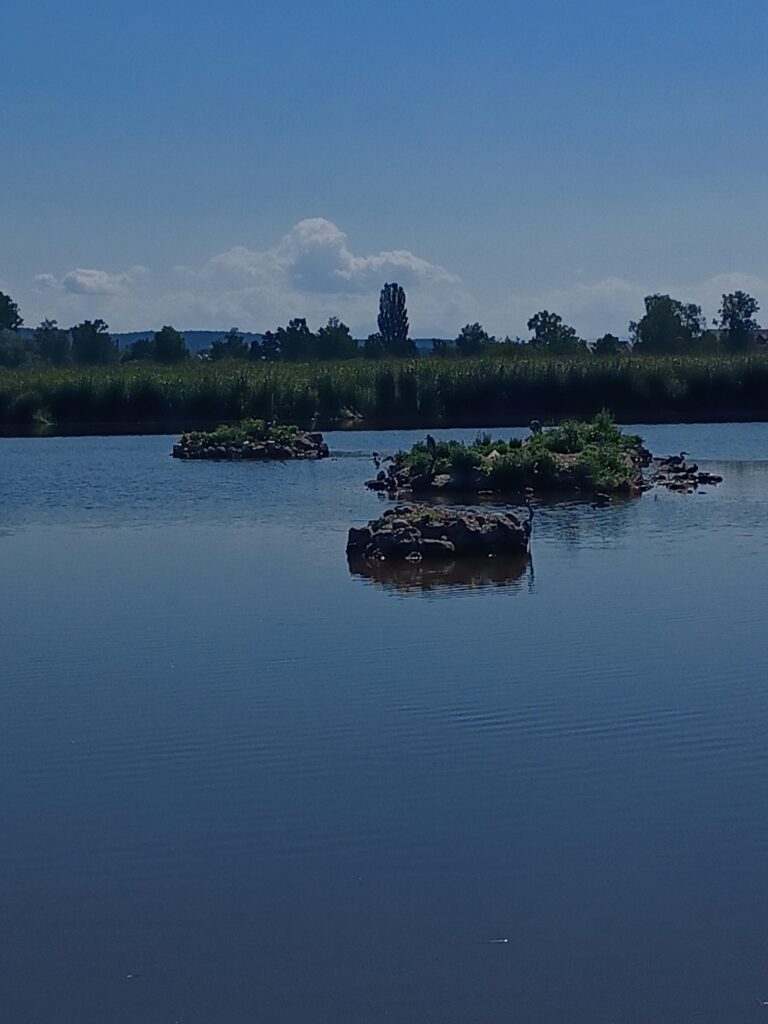 Beobachtung der Vogelwelt (Graureiher, Kiebitze, Enten usw.)