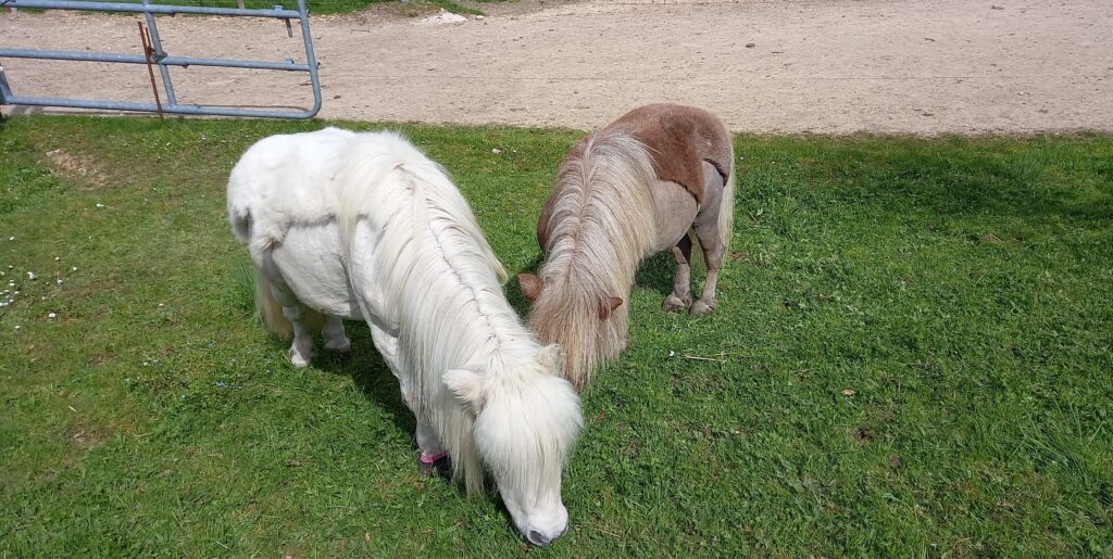 zwei Shetlandponys - 05.05.2023