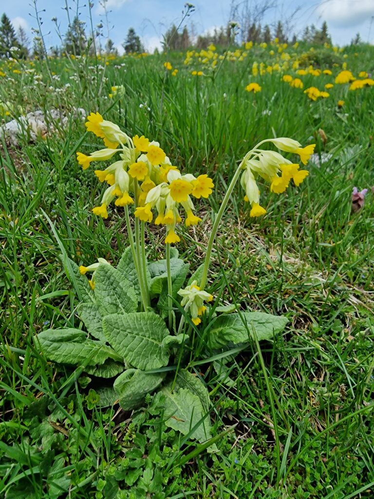 Schlüsselblümchen am Wegrand - 06.05.2023