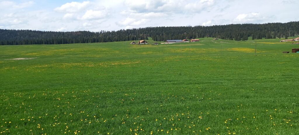 Der Wald im Hintergrund bildet die Grenze zu Frankreich - 06.05.2023