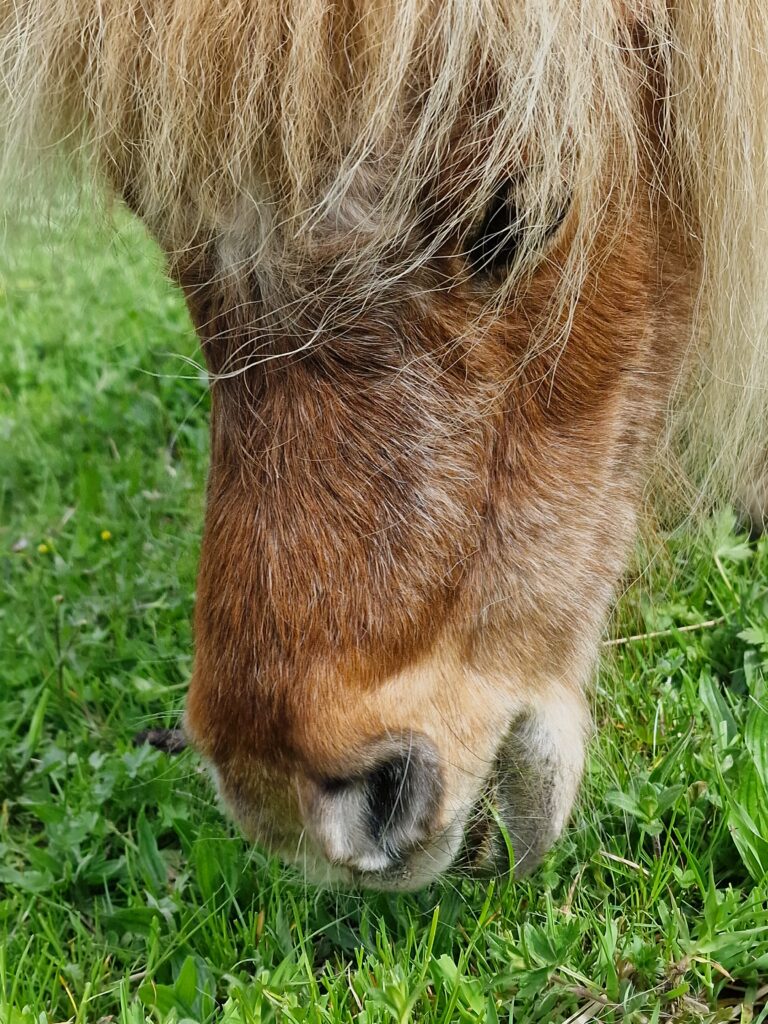 Besuch bei der STIFTUNG FÜR DAS PFERD in Le Roselet - 05.05.2023
