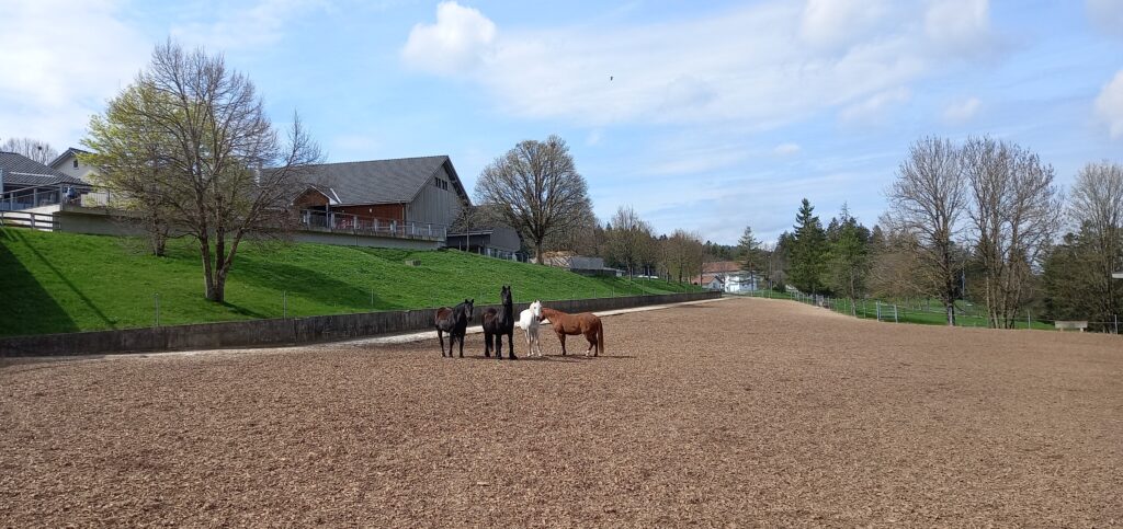 Im Pferdeheim finden rund 60 ausgediente, alte Pferde sowie Ponys und Esel ein artgerechtes Zuhause. Auch gibt es hier eine kleine Zucht von Freiberger Pferden. - 05.05.2023