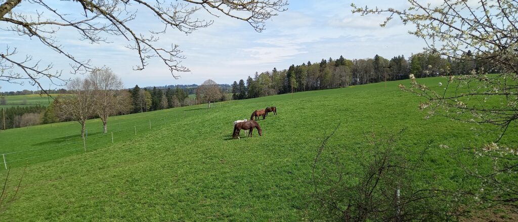 ..... und auf der Weide - 05.05.2023
