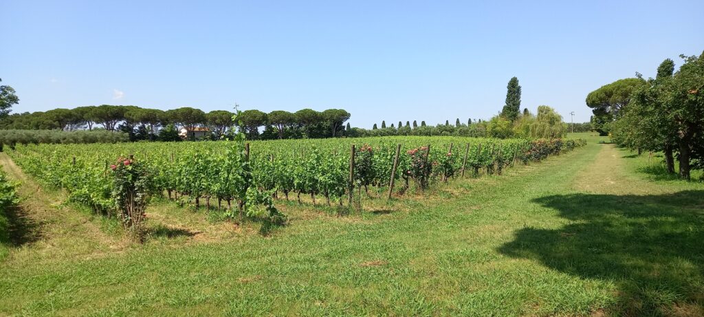 Auf dem Weingut werden vor allem die Rebensorten Vermentino, Trebbiano, Chardonnay und Sauvignon Blanc (für die Produktion von Weissweinen) sowie Sangiovese, Merlot, Syrah (für die Produktion von Rotweinen) angebaut - 16.09.23