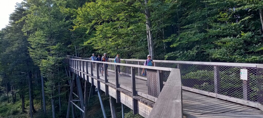 herrlicher Spaziergang durch die Baumkronen mit tollen Ausblicken in die weite Umgebung - 15.09.2023