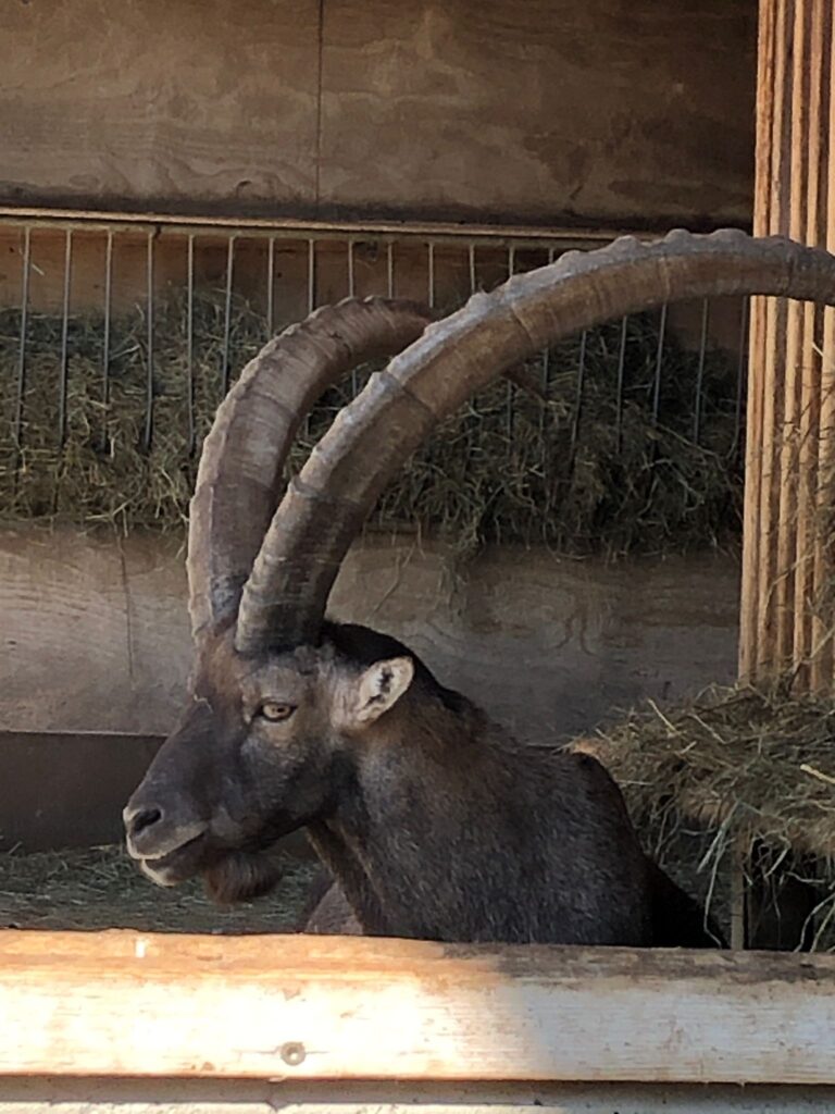 stolzer Steinbock im Alpenzoo - 11.09.2023