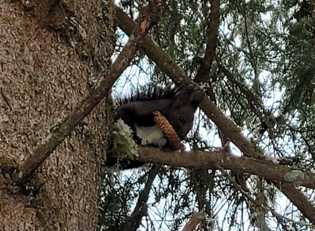 Eichhörnchen bei der Mittagsmahlzeit - 05.03.2024
