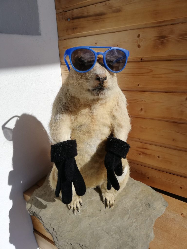Auch dieses Murmeltier möchte etwas Sonne abbekommen. - 08.03.2024
