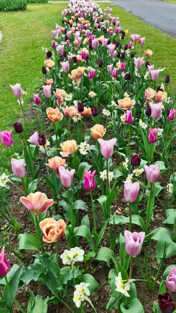 Tulpenstrasse - 26.04.2024