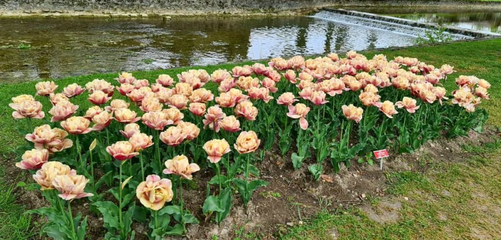 Tulpen in Reih und Glied - 26.04.2024