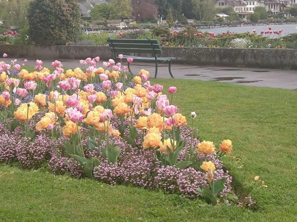 Tulpenfest in Morges vom 29. März bis 12. Mai 2024 - 26.04.2024