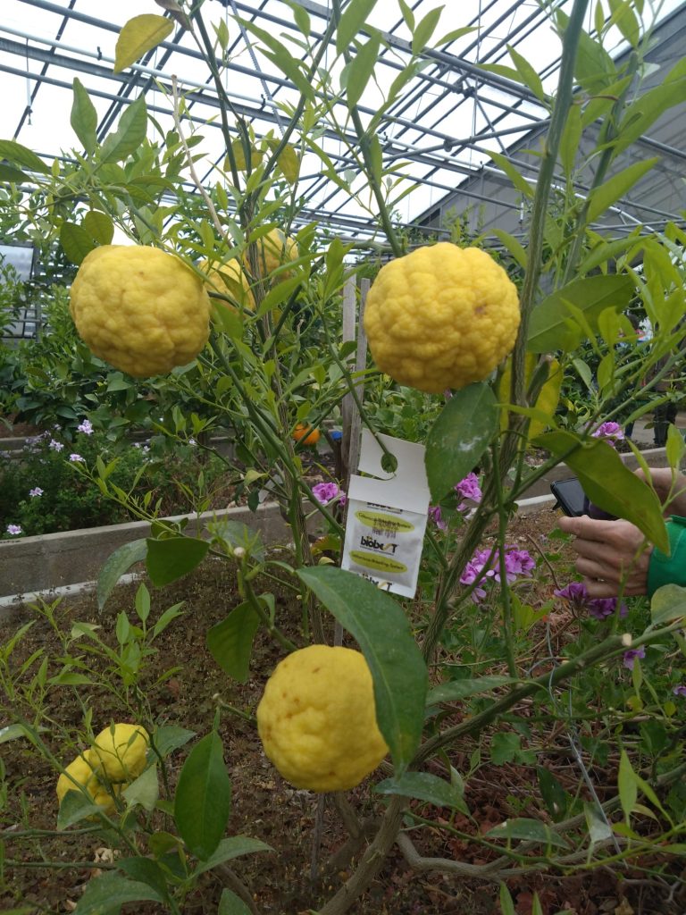 Yuzu-Zitronen auf der Zitrusfarm - 26.04.2024