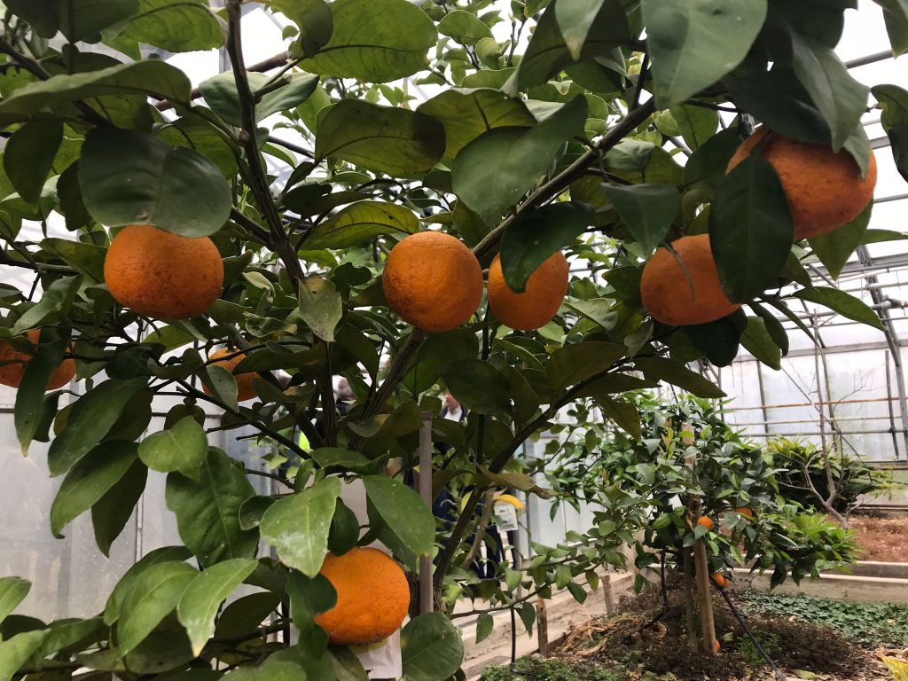 Farbenprächtige Orangen blühen auf der Zitrusfarm von Niels Rodin ebenfalls. - 26.04.2024