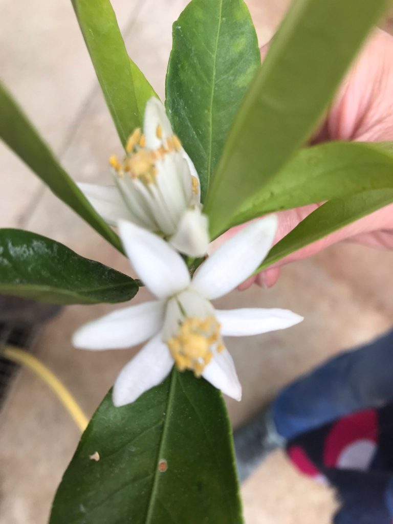 So sieht die Yuzu-Zitrone in der Blüte aus. - 26.04.2024
