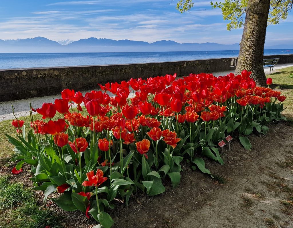 Zum Abschluss nochmals ein paar Tulpen in Morges - 27.04.2024