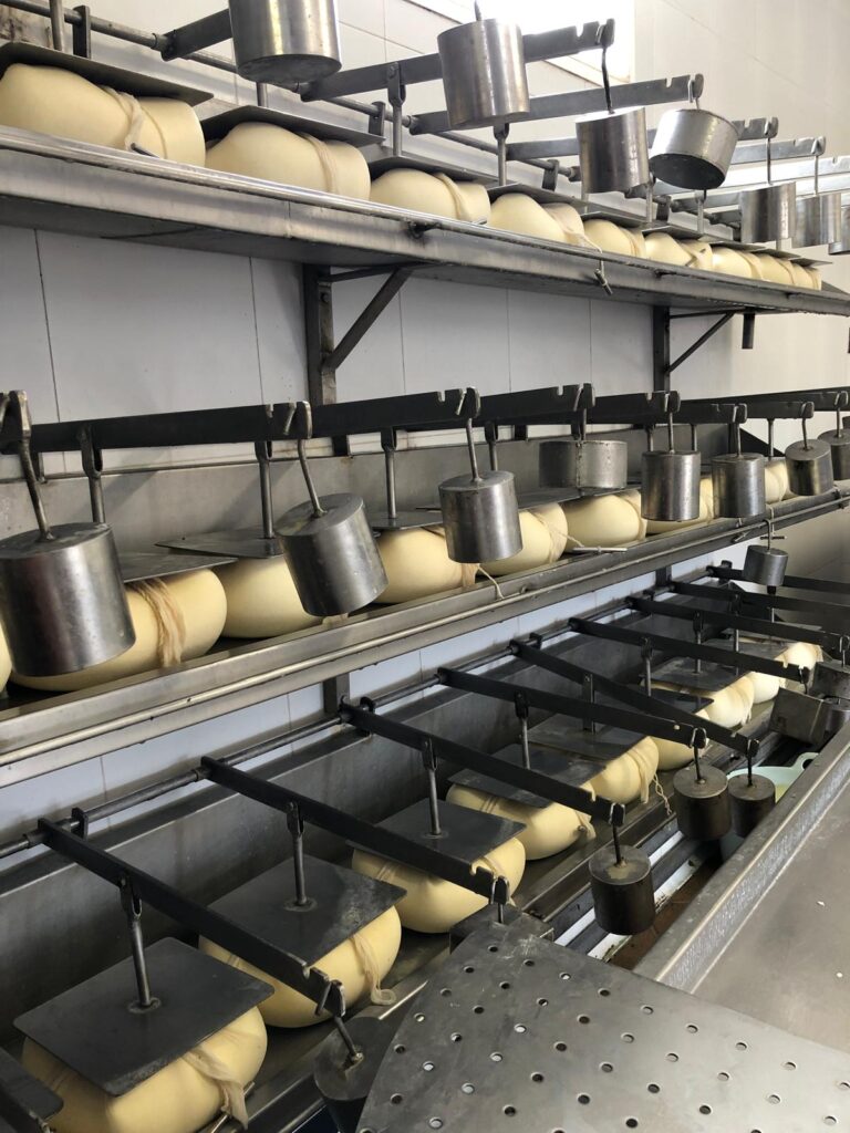Aus der Kuhmilch wird der bekannte QUESO DE MAHON hergestellt. - 11.06.2024
