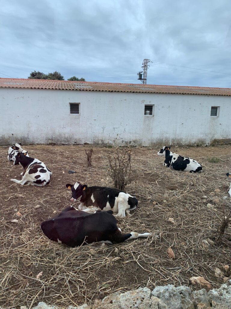 Besuch auf der Käsefarm SON PIRI - 11.06.2024