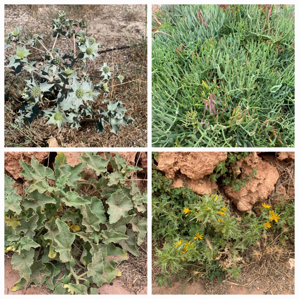 Mediterrane Pflanzen: Oben links die STRANDDISTEL, dann, im Uhrzeigersinn, der MEERFENCHEL, die
SPANISCHE GOLDDISTEL und die SPRITZGURKE - 12.06.2024