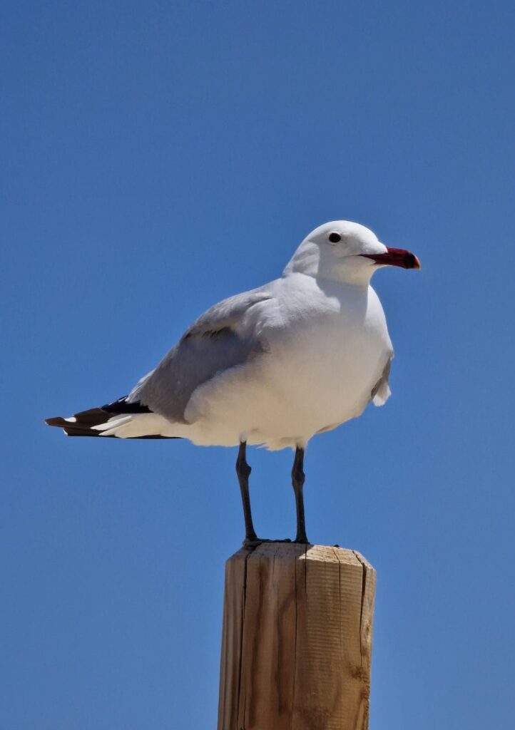 Auch diese aufmerksame Möwe überwacht den Strand und das wellige Meer - 12.06.2024