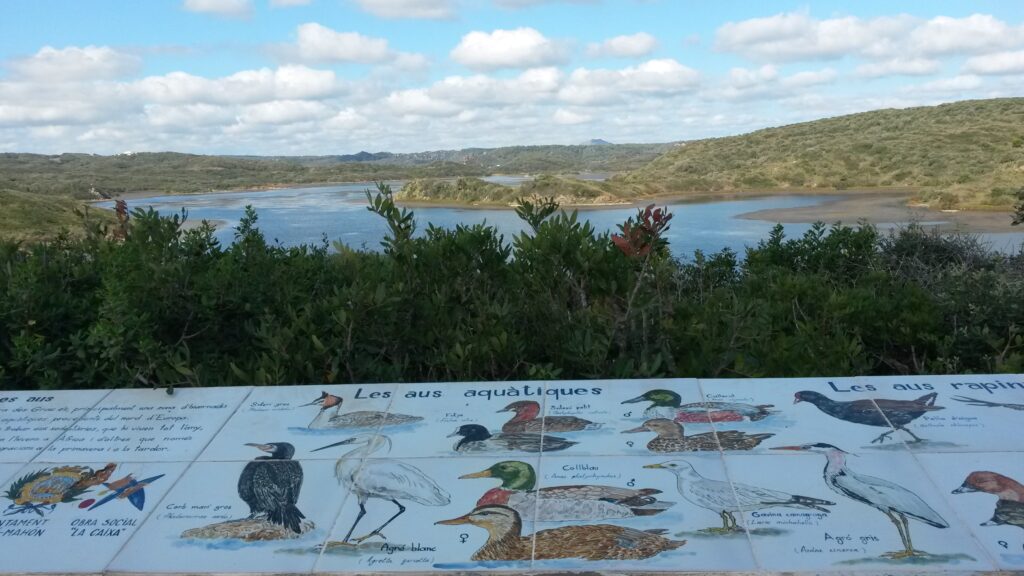 Im Naturpark S'ALBUFERA bei ES GRAU: In diesem wichtigen Feuchtgebiet leben und überwintern verschiedene Vogelarten. - 13.06.2024