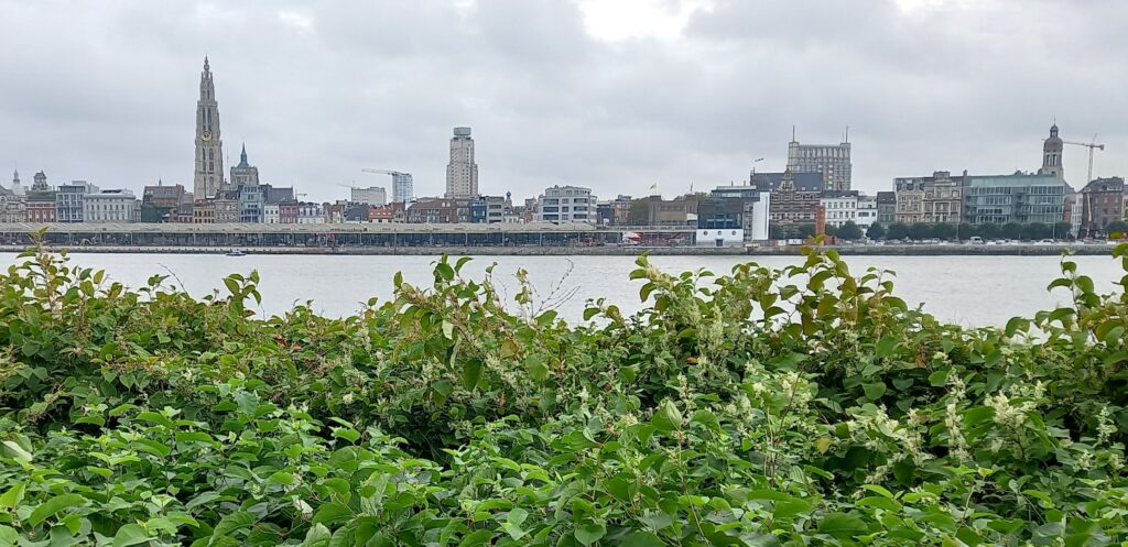 gegenüberliegende Scheldeseite mit Blick zur Liebfrauenkathedrale - 25.09.2025
