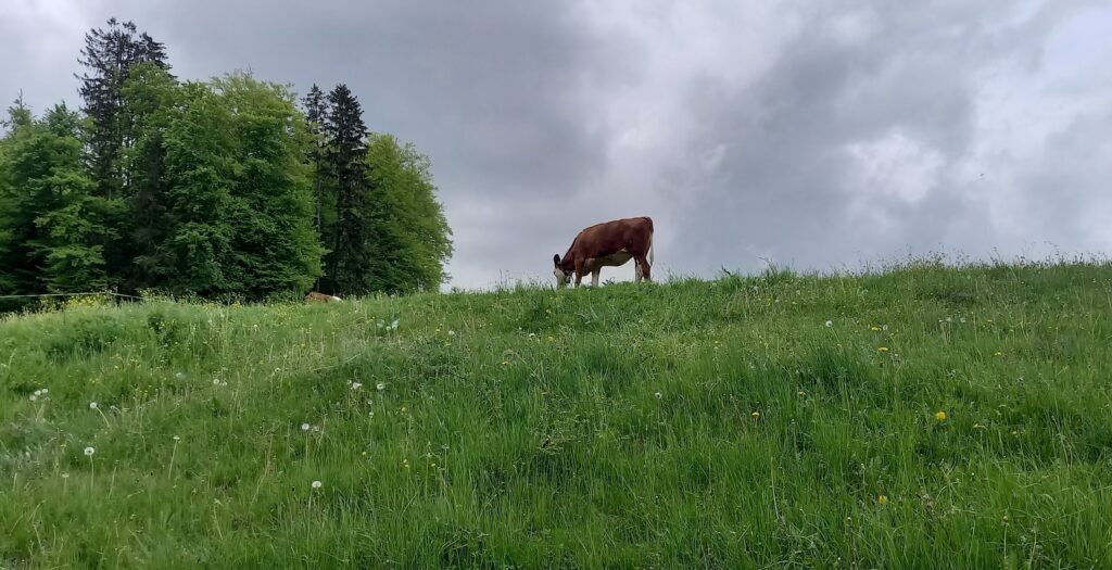 Die Milchkuh spielt eine sehr wichtige Rolle im ganzen Greyerzerland..... - 03.05.2025