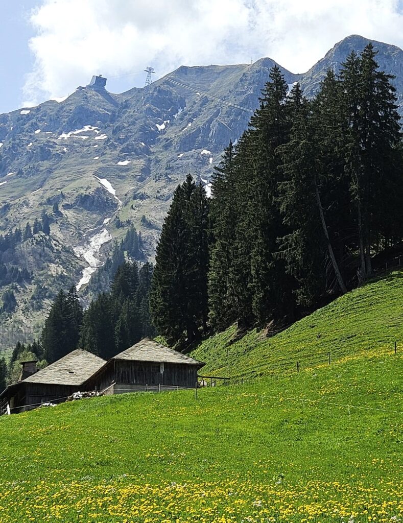 mit Blick zum Moléson (2002 m), dem Hausberg von Bulle - 02.05.2025