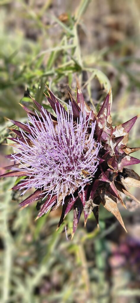Schöne Distel - 13.06.2025