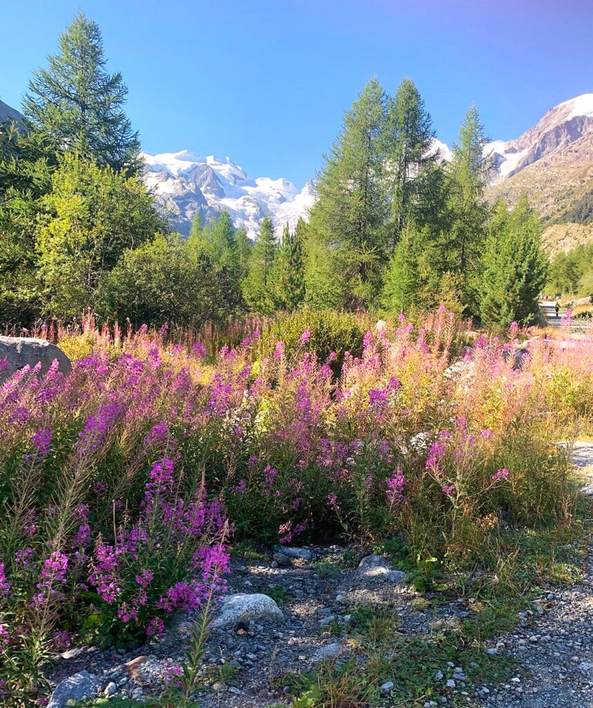 Bergblumenparadies auf dem Weg Richtung Bovalhütte (SAC) - 26.08.2025, Judith