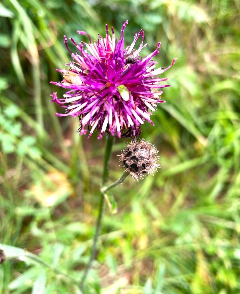 Im Schweizerischen Nationalpark gibt es etwa 650 verschiedene Pflanzenarten - 27.08.2025, Anita