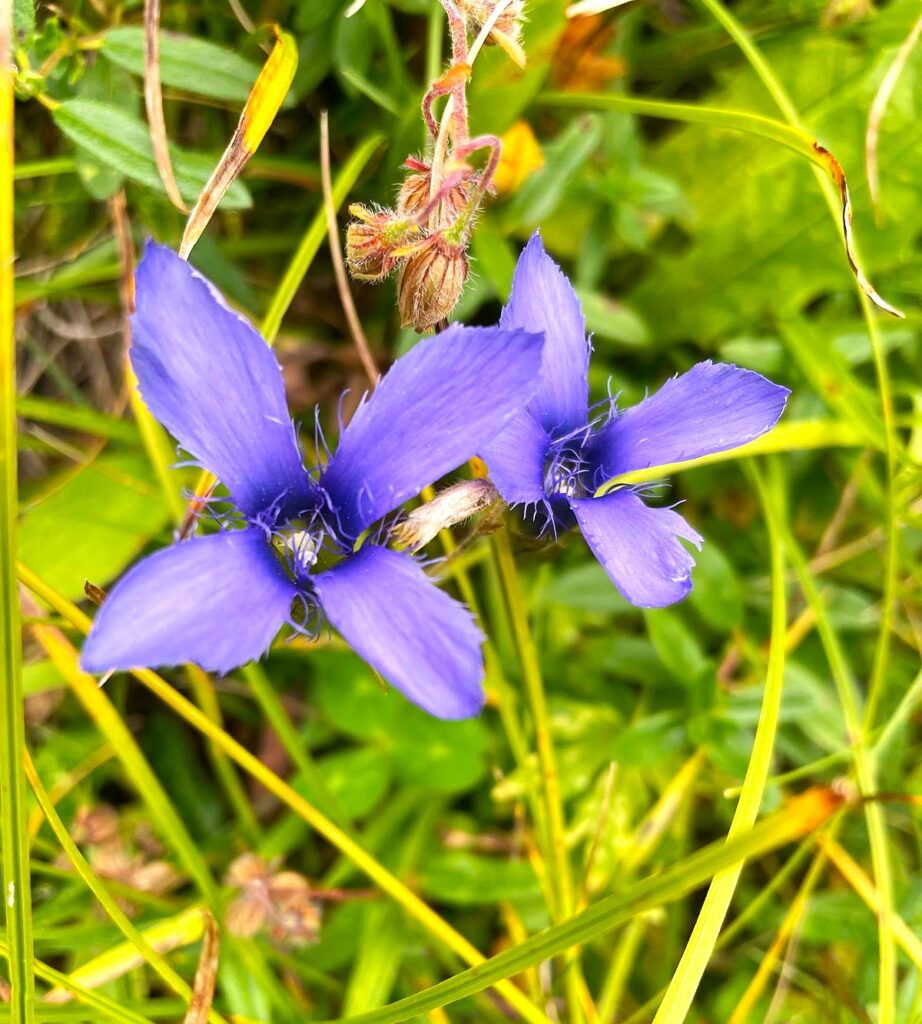 Val Trupchun (S.N.P): 2 x 4 blaue Blüten am Wegesrand - 27.08.2025, Anita