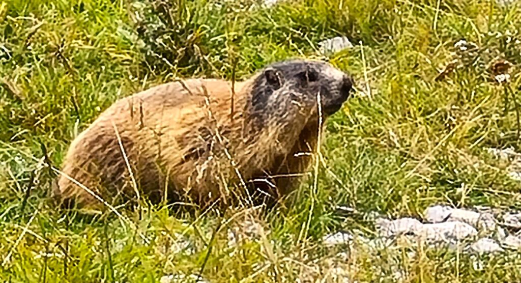 Eines der beiden Murmeltiere, welche wir im Val Trupchun aus nächster Nähe beobachten konnten. 27.08.2025, Erika