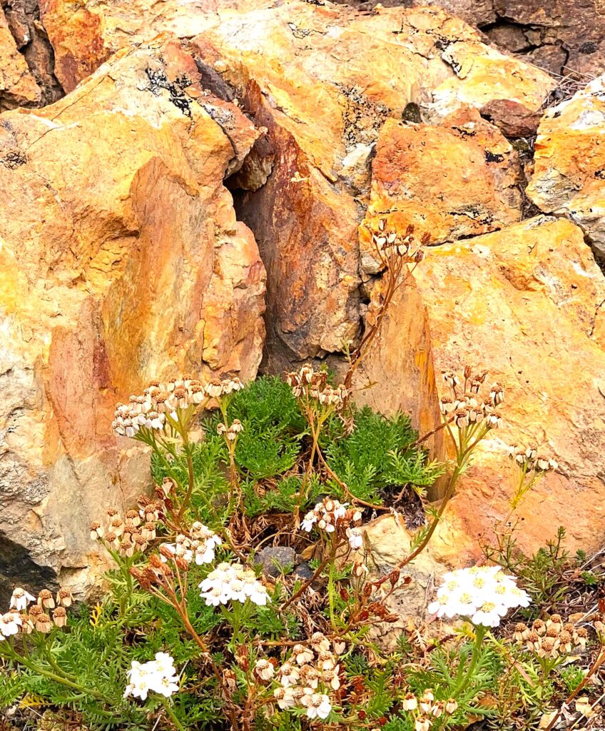 windgeschützte Bergblumen - 27.08.2025, Monica