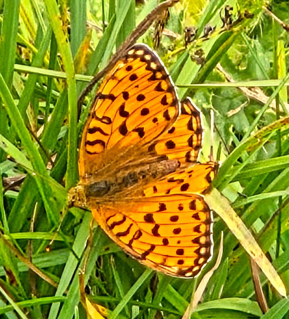 Kaisermantel: Schmetterling des Jahres 2022 - 27.08.2025, Monika